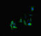 PP2A subunit B isoform B55-delta antibody, CSB-PA727750LA01HU, Cusabio, Immunofluorescence image 