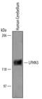 Adhesion G Protein-Coupled Receptor L3 antibody, AF5916, R&D Systems, Western Blot image 