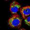 USP54 antibody, NBP2-14605, Novus Biologicals, Immunofluorescence image 