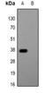 Glu-Glu tag antibody, orb315831, Biorbyt, Western Blot image 