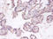 TNF Superfamily Member 9 antibody, LS-C211943, Lifespan Biosciences, Immunohistochemistry paraffin image 