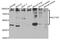 Solute Carrier Family 1 Member 5 antibody, abx006635, Abbexa, Western Blot image 