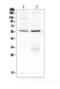 Lectin, Mannose Binding 1 antibody, A03628-1, Boster Biological Technology, Western Blot image 