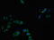 Cathepsin L antibody, orb46251, Biorbyt, Immunocytochemistry image 