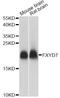 FXYD Domain Containing Ion Transport Regulator 7 antibody, A14895, ABclonal Technology, Western Blot image 