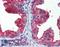 Cytochrome B5 Type A antibody, LS-B6526, Lifespan Biosciences, Immunohistochemistry paraffin image 