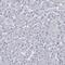 Synuclein Beta antibody, HPA035876, Atlas Antibodies, Immunohistochemistry frozen image 