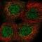 Pseudouridine Synthase 1 antibody, PA5-66094, Invitrogen Antibodies, Immunofluorescence image 