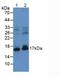 Natriuretic Peptide A antibody, LS-C697971, Lifespan Biosciences, Western Blot image 