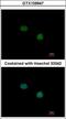Transcription Termination Factor 2 antibody, GTX109947, GeneTex, Immunofluorescence image 