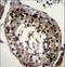 Deleted In Azoospermia 4 antibody, LS-C167273, Lifespan Biosciences, Immunohistochemistry paraffin image 
