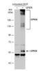 G Protein-Coupled Estrogen Receptor 1 antibody, NBP1-31258, Novus Biologicals, Western Blot image 