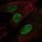 Homeobox A11 antibody, PA5-64911, Invitrogen Antibodies, Immunofluorescence image 