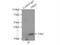 Proline Rich 5 antibody, 17948-1-AP, Proteintech Group, Immunoprecipitation image 