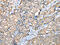 VAMP Associated Protein A antibody, CSB-PA126671, Cusabio, Immunohistochemistry paraffin image 
