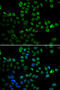 Lamin B2 antibody, MBS9127741, MyBioSource, Immunofluorescence image 