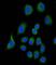 Complement Factor H antibody, abx025999, Abbexa, Western Blot image 