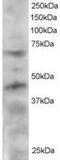 TRF antibody, MBS420396, MyBioSource, Western Blot image 