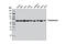 Transketolase antibody, 8616S, Cell Signaling Technology, Western Blot image 