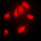 NFKB Inhibitor Alpha antibody, LS-C352580, Lifespan Biosciences, Immunofluorescence image 
