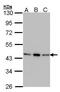 AHSA1 antibody, GTX102312, GeneTex, Western Blot image 