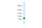 Ly-6/neurotoxin-like protein 1 antibody, PA5-70413, Invitrogen Antibodies, Western Blot image 