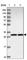 Par-6 Family Cell Polarity Regulator Alpha antibody, HPA041551, Atlas Antibodies, Western Blot image 