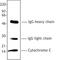 Cytochrome C, Somatic antibody, 612302, BioLegend, Immunoprecipitation image 