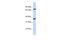 CRAM antibody, 25-176, ProSci, Western Blot image 