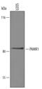 RAMP antibody, AF6517, R&D Systems, Western Blot image 