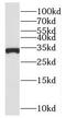Solute Carrier Family 25 Member 11 antibody, FNab07929, FineTest, Western Blot image 