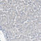 Tryptophan Hydroxylase 1 antibody, HPA022483, Atlas Antibodies, Immunohistochemistry paraffin image 