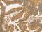 BCL2 Like 14 antibody, MBS2521634, MyBioSource, Immunohistochemistry frozen image 