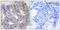 EPS8 Like 1 antibody, LS-C119167, Lifespan Biosciences, Immunohistochemistry frozen image 