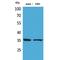 Apurinic/Apyrimidinic Endodeoxyribonuclease 1 antibody, LS-C387090, Lifespan Biosciences, Western Blot image 