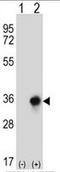 Carbonyl Reductase 3 antibody, AP50744PU-N, Origene, Western Blot image 