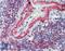 CD49D antibody, LS-B3837, Lifespan Biosciences, Immunohistochemistry frozen image 