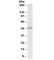 Paired Box 3 antibody, R36304-100UG, NSJ Bioreagents, Western Blot image 