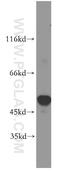 Solute Carrier Family 25 Member 23 antibody, 20168-1-AP, Proteintech Group, Western Blot image 