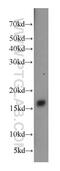 Complexin 2 antibody, 18149-1-AP, Proteintech Group, Western Blot image 