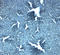 Solute Carrier Family 38 Member 4 antibody, LS-C358499, Lifespan Biosciences, Immunohistochemistry frozen image 