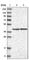 Era Like 12S Mitochondrial RRNA Chaperone 1 antibody, HPA024423, Atlas Antibodies, Western Blot image 