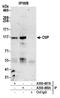 RB Binding Protein 8, Endonuclease antibody, A300-488A, Bethyl Labs, Immunoprecipitation image 
