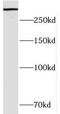 HECT Domain E3 Ubiquitin Protein Ligase 1 antibody, FNab03818, FineTest, Western Blot image 