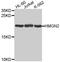 High Mobility Group Nucleosomal Binding Domain 2 antibody, MBS126734, MyBioSource, Western Blot image 