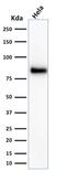 CD44 antibody, GTX34516, GeneTex, Western Blot image 
