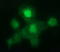 Galectin 3 antibody, LS-C788187, Lifespan Biosciences, Immunofluorescence image 