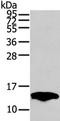 Peripheral Myelin Protein 2 antibody, TA350291, Origene, Western Blot image 