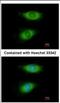 CRIP2 antibody, NBP2-16011, Novus Biologicals, Immunocytochemistry image 
