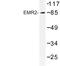 Adhesion G Protein-Coupled Receptor E2 antibody, LS-C177185, Lifespan Biosciences, Western Blot image 